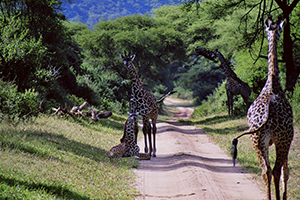 Wildlife, Amboseli, Arusha